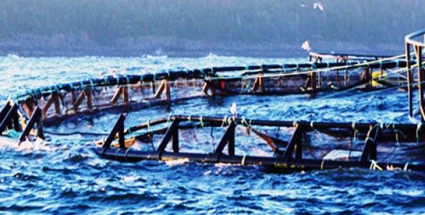 salmon producers receive approval storm bay