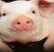 JD Finance unveils stockbreeding solution to lower cost of pig farming
