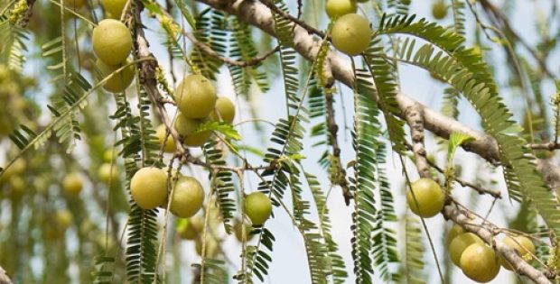 New study testifies positive impact of Amla extract on heart health