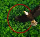 AstaPure®-EyeQ - Natural Astaxanthin inspired by the Eagle Vision