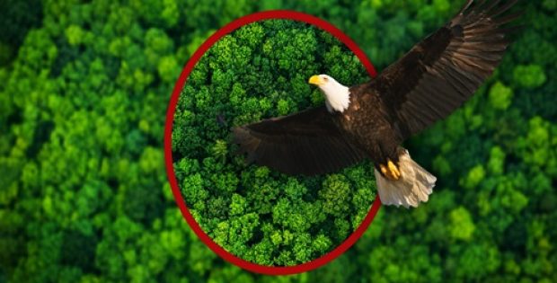 AstaPure®-EyeQ - Natural Astaxanthin inspired by the Eagle Vision